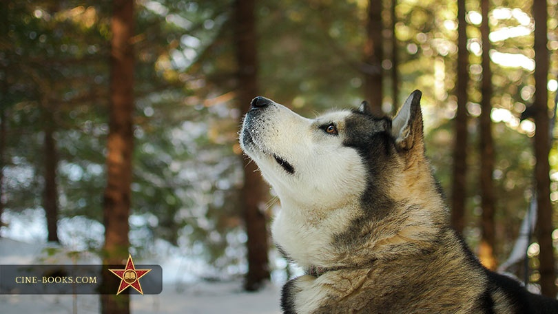 The amazing scenery, delicious pancakes, and a mischievous Malamute: how we shot “To Build a Fire.” 